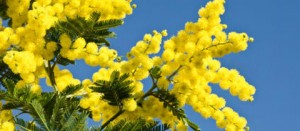 Mimosa