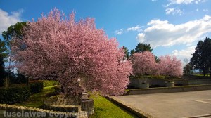 Gallese - Parco Publio Muratore