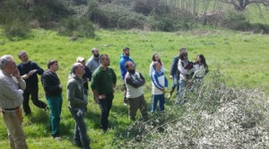 La potatura dell'olivo