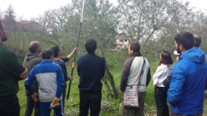 La potatura dell'olivo