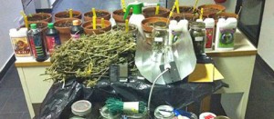 La marijuana sequestrata dai carabinieri di Orte