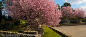 Gallese - Parco Publio Muratore
