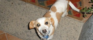 La cagnolina trovata a Caprarola