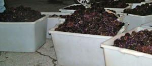 I ricci sequestrati