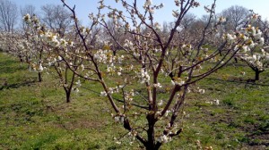 Ciliegi in fiore nell'Alta Tuscia 