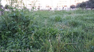 Viterbo - Erba alta al parco della solidarietà 