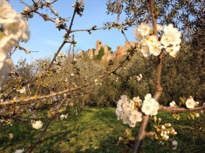 Castello di Celleno con fiori di ciliegio