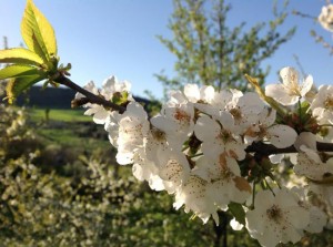 Ciliegi in fiore 