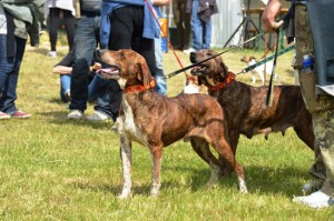 Concorso canino