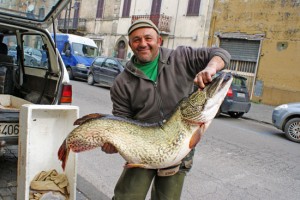 Il luccio da venti chili