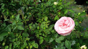Le rose del vivaio Vignolini
