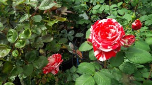 Le rose del vivaio Vignolini