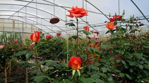 Le rose del vivaio Vignolini