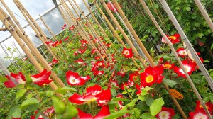 Le rose del vivaio Vignolini