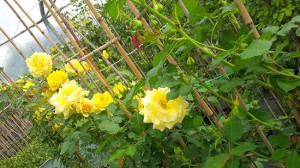 Le rose del vivaio Vignolini