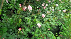 Le rose del vivaio Vignolini