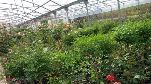 Le rose del vivaio Vignolini