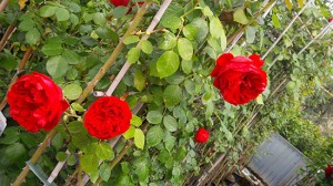 Le rose del vivaio Vignolini