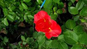 Le rose del vivaio Vignolini