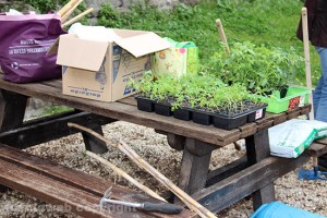 Guerrilla gardening al parco di porta della Verità