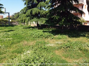 Erba alta al parco Impastato