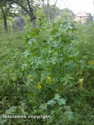 Il giardino della Mazzetta a Viterbo