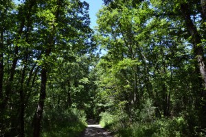 Il bosco della Banditaccia