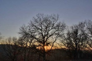 Tramonto tra gli alberi 