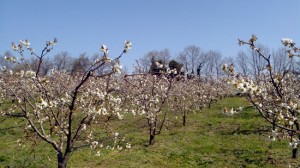 Ciliegi in fiore nell'Alta Tuscia 