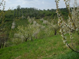 Ciliegi in fiore nell'Alta Tuscia 