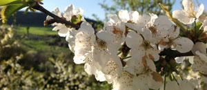 Ciliegi in fiore