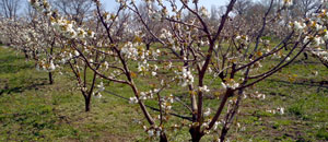 Ciliegi in fiore nell'Alta Tuscia