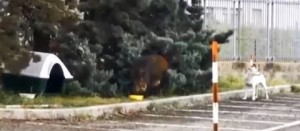 Il cinghiale nel parcheggio a Roma