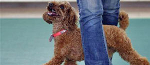 Arriva la dog dance
