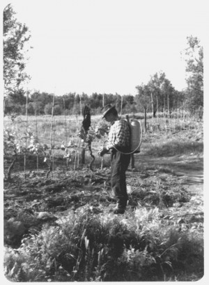 Ischia di Castro anni ’70: Delo dà l’acqua ramata alla vigna