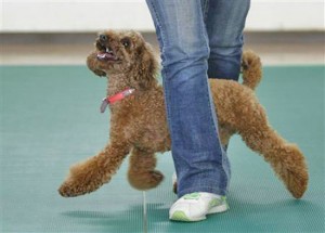 Arriva la dog dance 