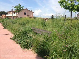 L'erba in via Madre Teresa di Calcutta