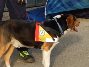 L'inaugurazione della nuova sede della Protezione civile di Bolsena