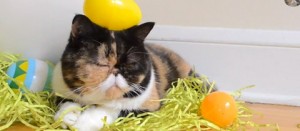 Il gatto Pudge