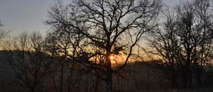 Tramonto tra gli alberi