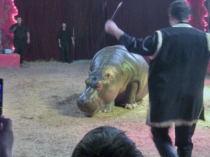 Un ippopotamo in un circo