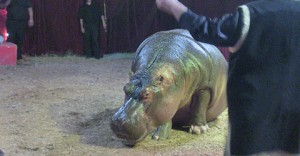 Un ippopotamo in un circo