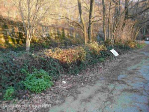 La situazione della Faggeta nella zona di Sasso Naticarello