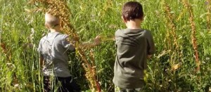 Erba ad altezza bimbo ai giardini di via Mantova