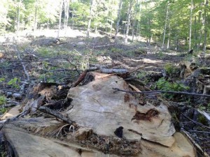 Gli alberi alla faggeta