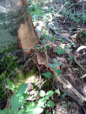Gli alberi alla faggeta