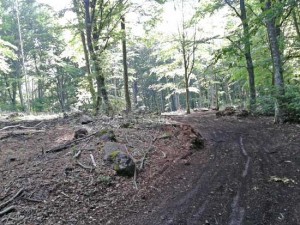 Gli alberi alla faggeta