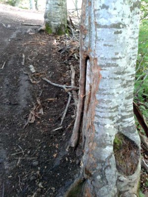 Gli alberi alla faggeta