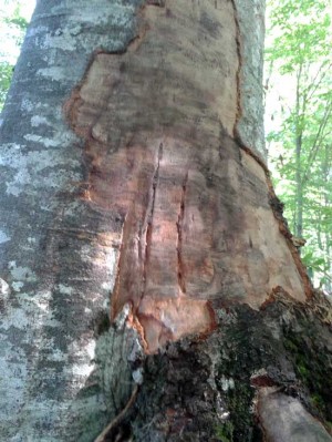 Gli alberi alla faggeta
