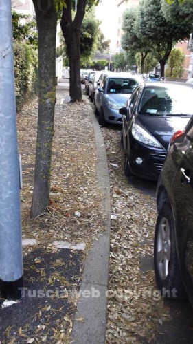 Le foglie in via Treviso 